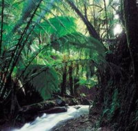 Melba Gully - Attractions Brisbane