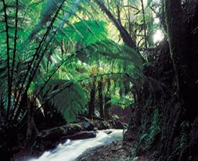 Melba Gully - Attractions Brisbane 0