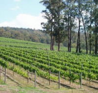 Piedmont Vineyard - Attractions Brisbane