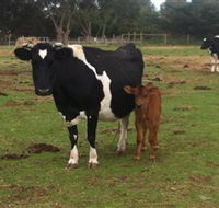 Animal Land Children's Farm - Attractions Brisbane