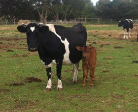 Animal Land Children's Farm - Attractions Brisbane 0