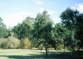 Sweeneys Flat - Attractions Brisbane 0