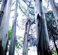 Dandenong Ranges National Park - Attractions Brisbane