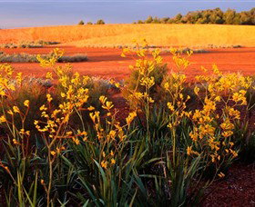 Royal Botanic Gardens Victoria Cranbourne - Attractions Brisbane 0