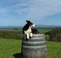 Windy Ridge Vineyard and Winery - Attractions Brisbane