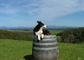 Windy Ridge Vineyard And Winery - Attractions Brisbane 0