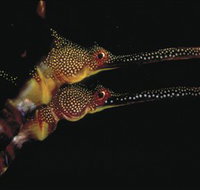 Eagle Rock Marine Sanctuary - Attractions Brisbane