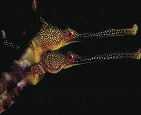 Eagle Rock Marine Sanctuary - Attractions Brisbane 0
