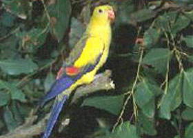 Lake Hindmarsh Reserve - Attractions Brisbane 0