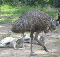 Bundoora Park - Attractions Brisbane