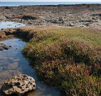 Ricketts Point Marine Sanctuary - Attractions Brisbane