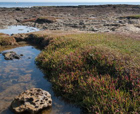 Ricketts Point Marine Sanctuary - Attractions Brisbane 0