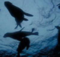 The Arches Marine Sanctuary - Attractions Brisbane