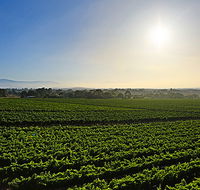 GREENSTONE VINEYARDS - Attractions Brisbane