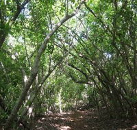 Eucalypt Trail - Attractions Brisbane
