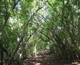 Eucalypt Trail - Attractions Brisbane 0