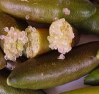 Sandy Creek Olives and Finger Limes - Attractions Brisbane