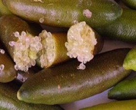 Sandy Creek Olives And Finger Limes - Attractions Brisbane 0