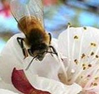 Clayridge Honey - Attractions Brisbane