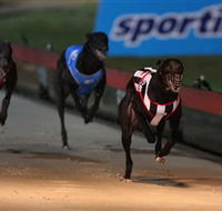 Dapto Dogs - Attractions Brisbane