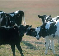 Bodalla Dairy Cheese Factory - Attractions Brisbane