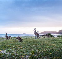 Pebbly Beach - Attractions Brisbane