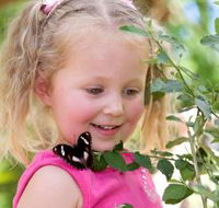 Coffs Harbour Butterfly House - Attractions Brisbane