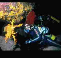 Solitary Islands Marine Park - Attractions Brisbane