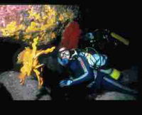 Solitary Islands Marine Park