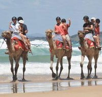 Camel Rides with Coffs Coast Camels - Attractions Brisbane