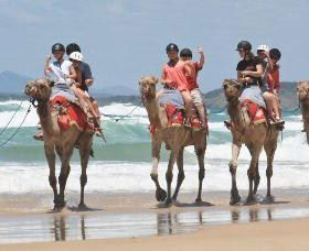 Camel Rides With Coffs Coast Camels - Attractions Brisbane 0