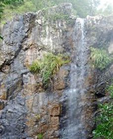 Wedding Bells Forest Drive - Attractions Brisbane 0