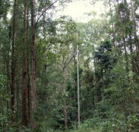 Bongil Bongil National Park - Attractions Brisbane