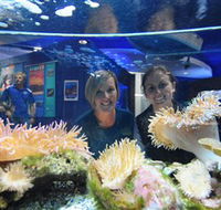 Solitary Islands Aquarium - Attractions Brisbane