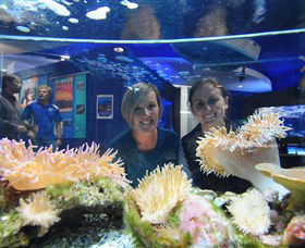 Solitary Islands Aquarium - Attractions Brisbane 0
