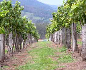 Villa D Esta Vineyard - Attractions Brisbane 1