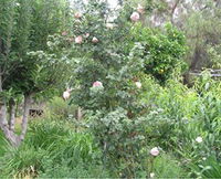 Tombstone Estate Vineyard