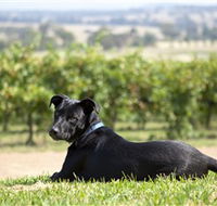 Moothi Estate Vineyard and Cellar Door - Attractions Brisbane