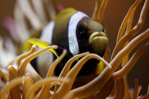 Solitary Islands Aquarium - Attractions Brisbane 1