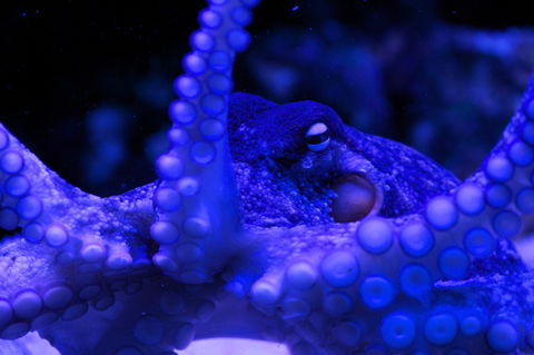 Solitary Islands Aquarium - Attractions Brisbane 2