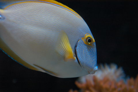 Solitary Islands Aquarium - Attractions Brisbane 3