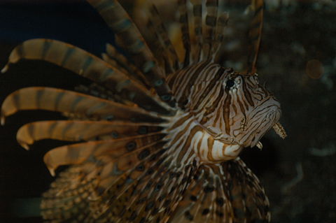 Solitary Islands Aquarium - Attractions Brisbane 4