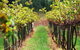 Fussy Grape Winery - thumb 2