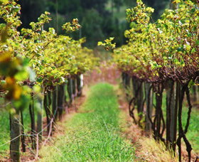 Fussy Grape Winery - Attractions Brisbane 2