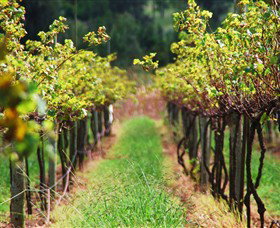 Fussy Grape Winery - Attractions Brisbane 1