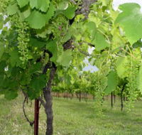Holland Wines - Attractions Brisbane