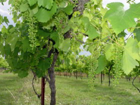 Holland Wines - Attractions Brisbane 0