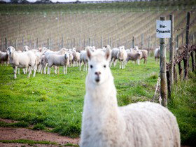 Gemtree Vineyards Cellar Door - Attractions Brisbane 0