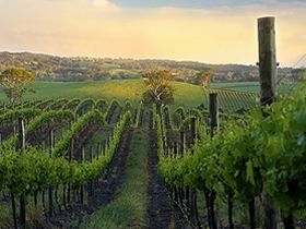 Nepenthe Wines - Attractions Brisbane 3
