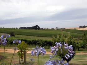 Mount Jagged Wines - Attractions Brisbane 1